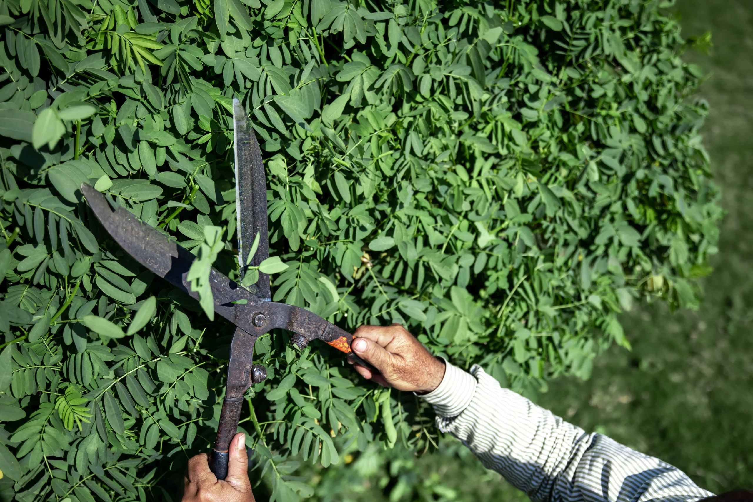 Arborist using trimming tool to prune bushes