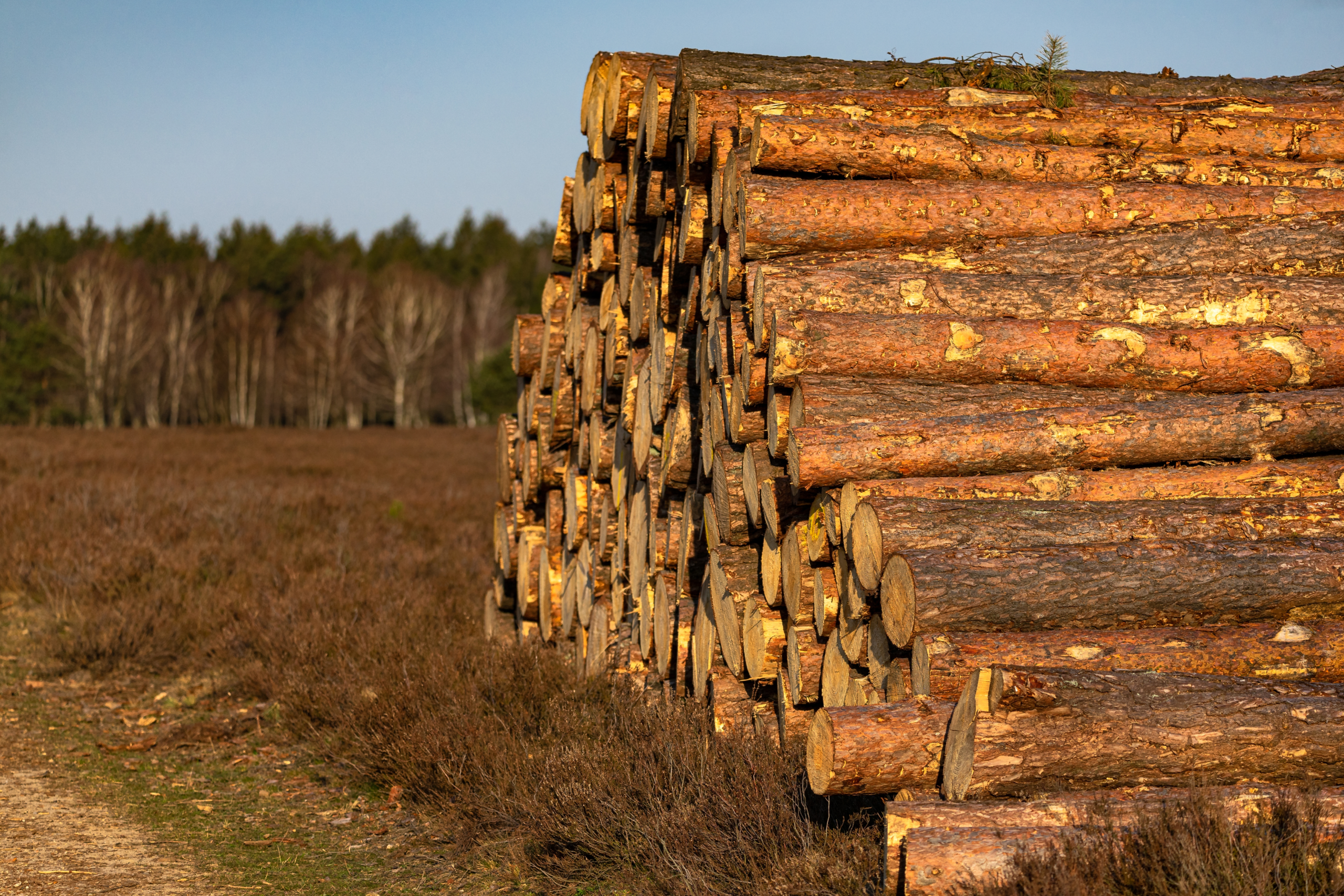 Pile of logs from tree removal service