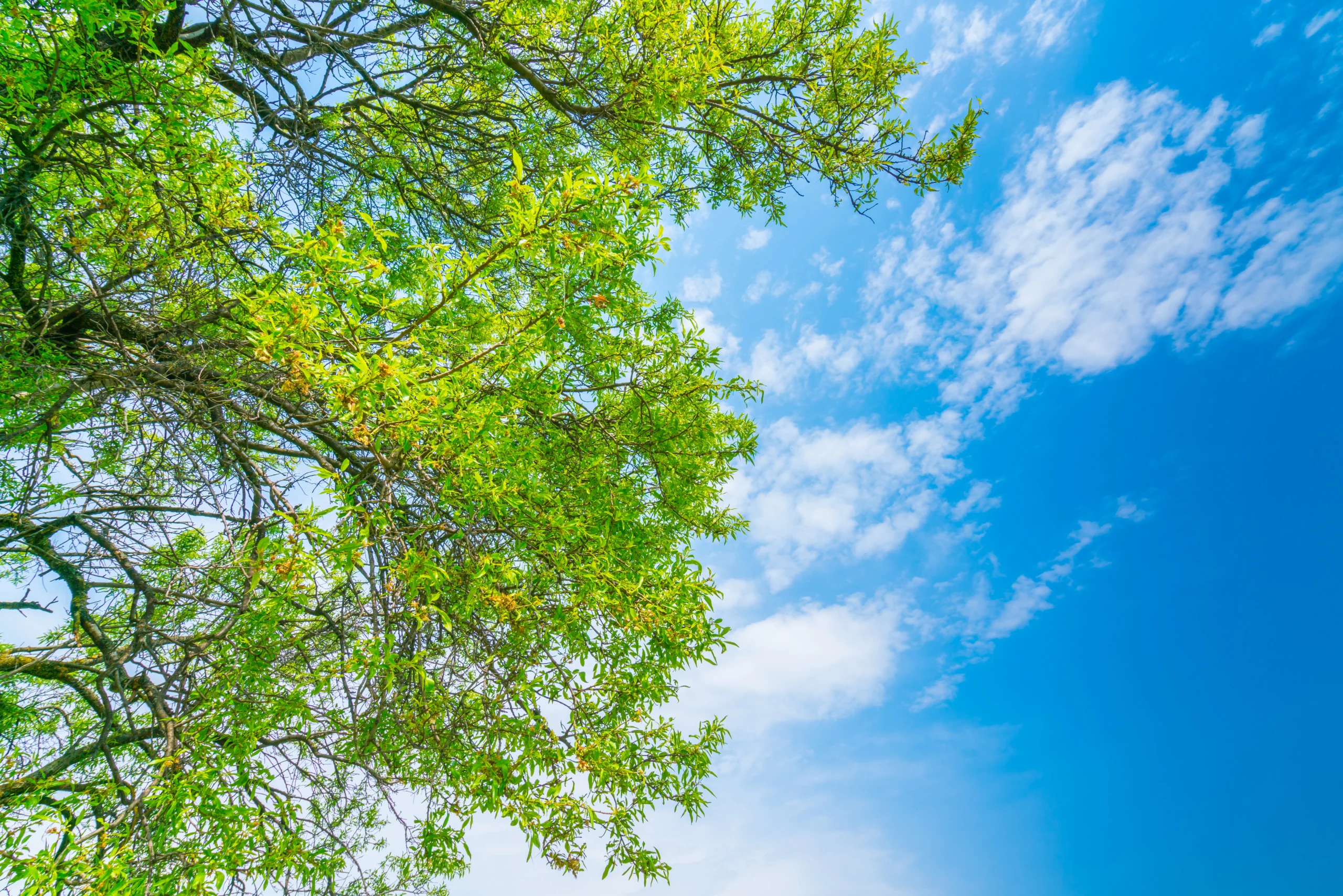 Trees in the summer sky