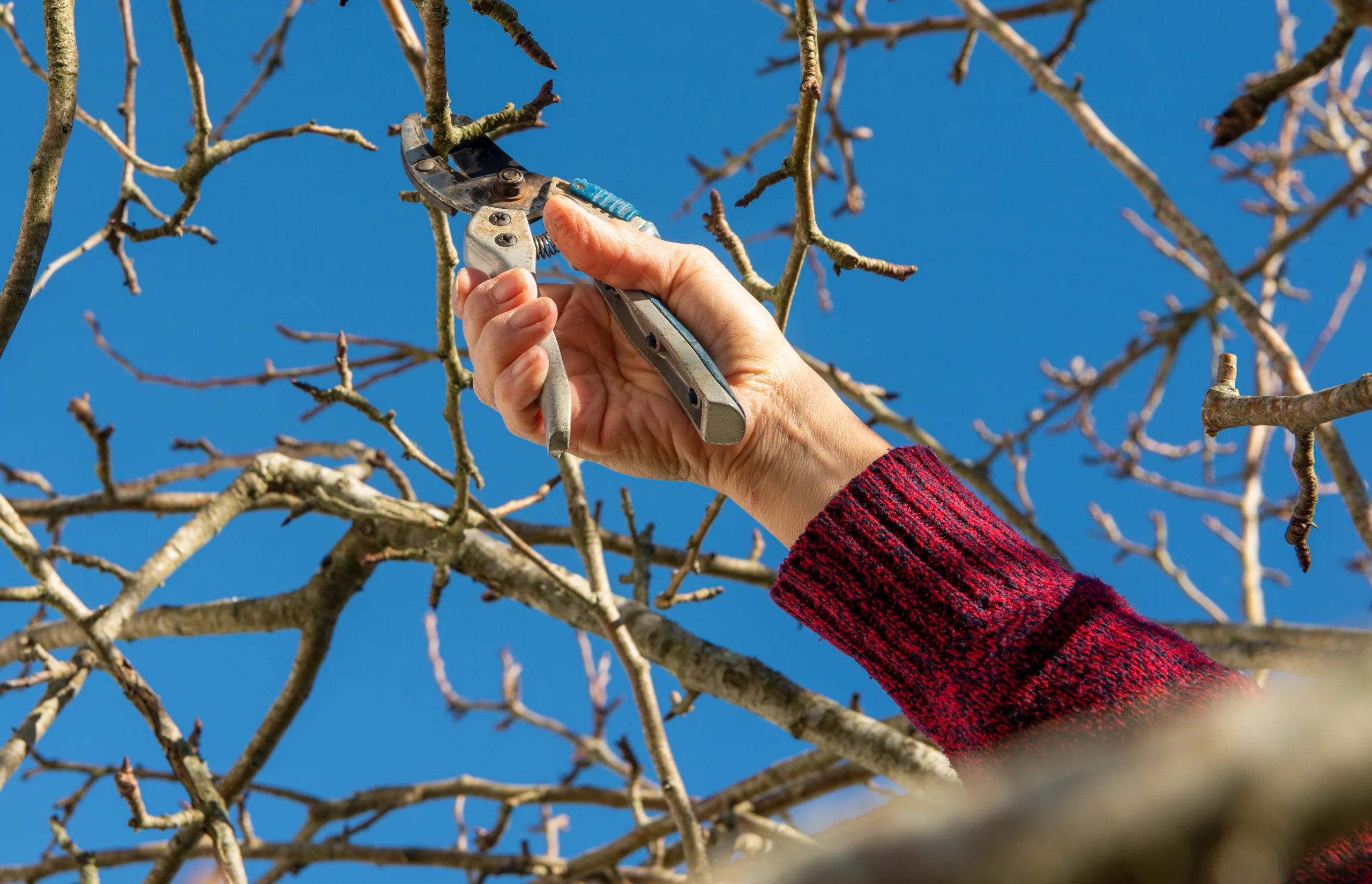 Arborist pruning trees with tree trimming tool