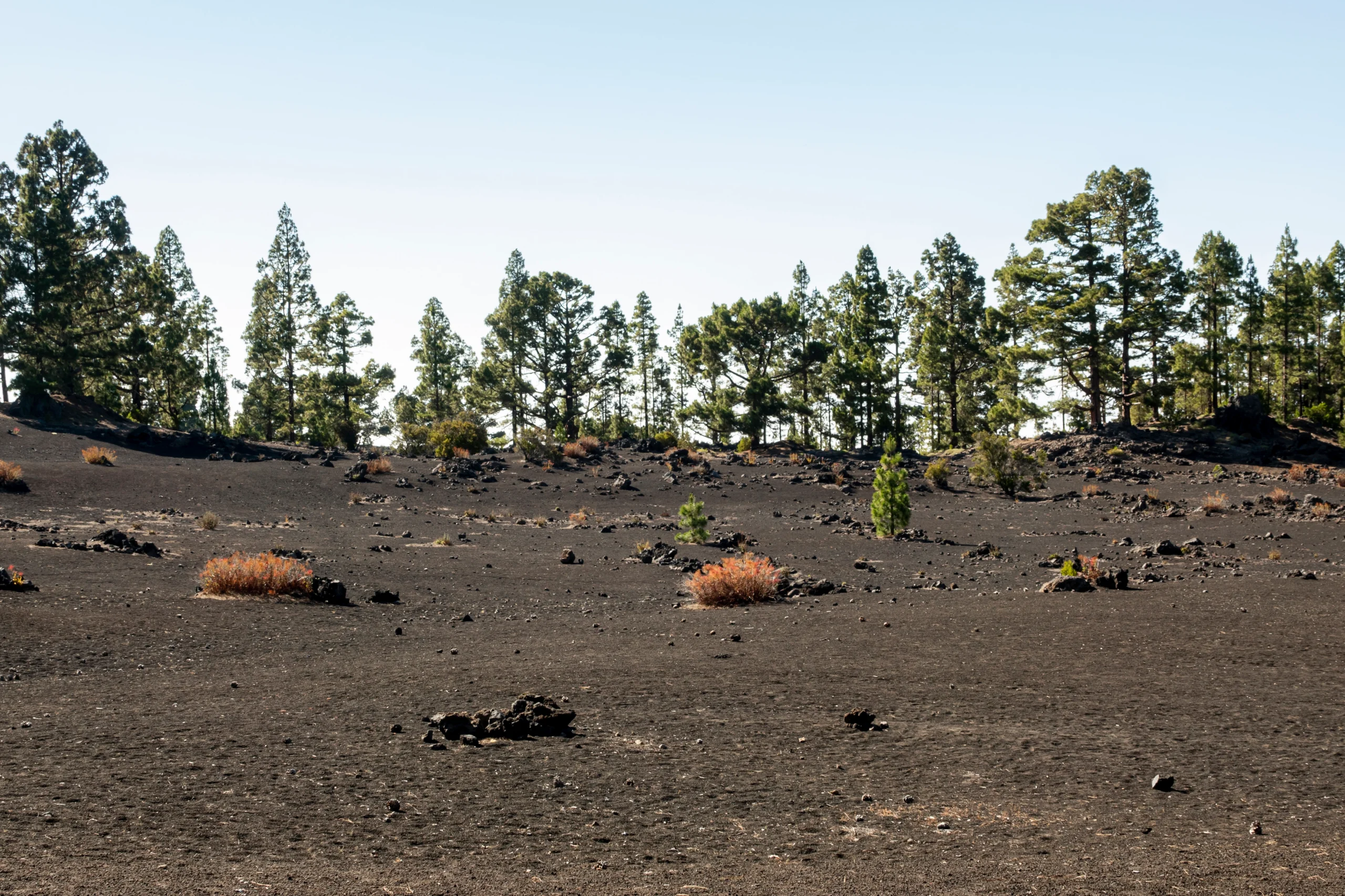 Open field cleared through Land Clearing service