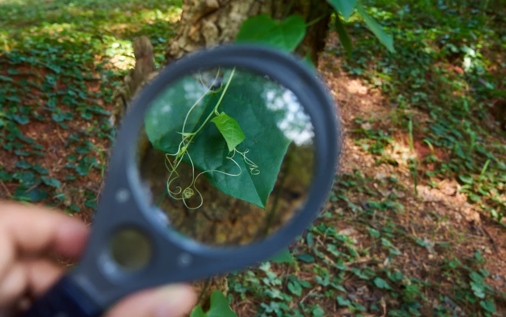 Arborist holding plant healthcare tool to diagnose plant disease