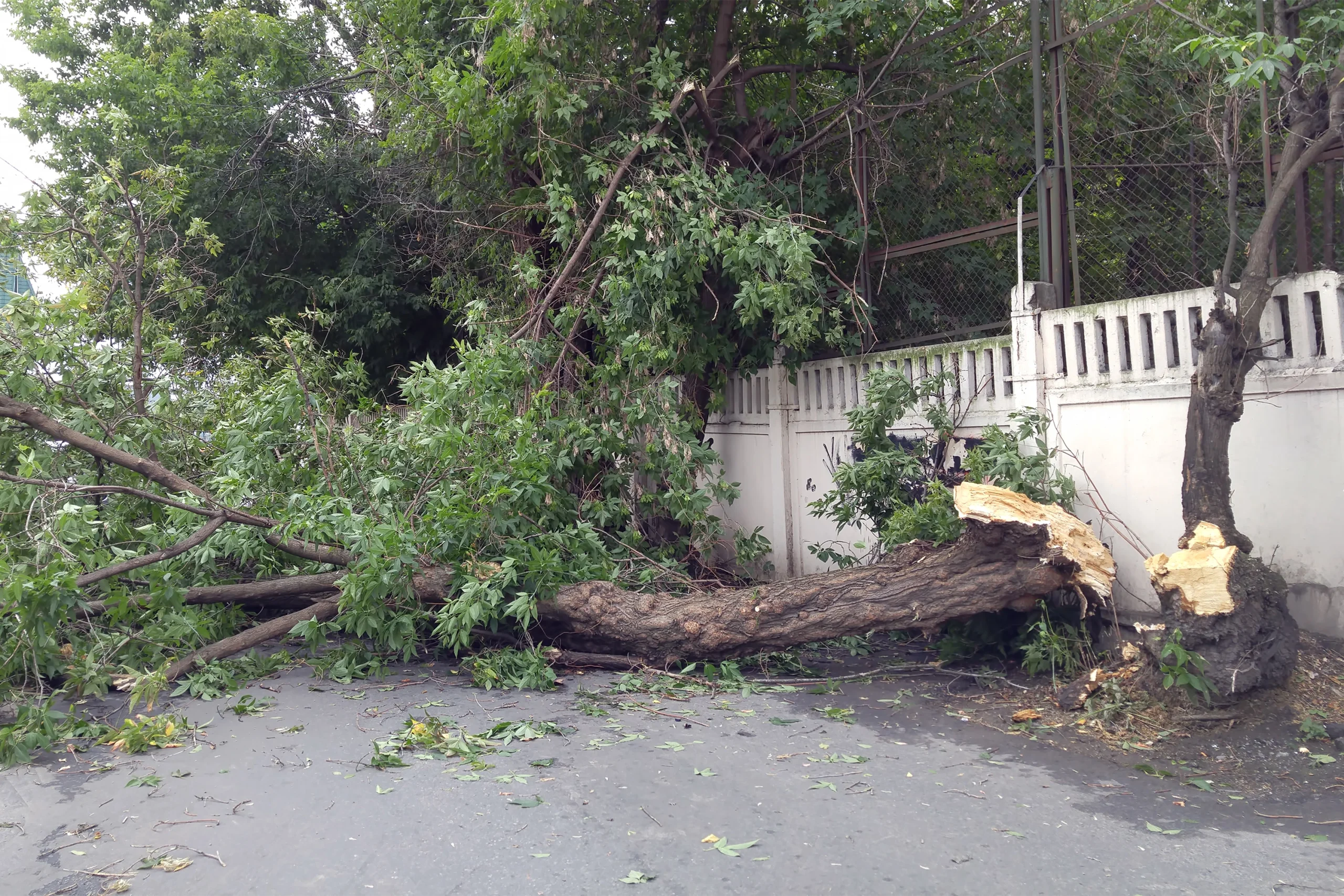 Fallen tree on the side road from storm damage