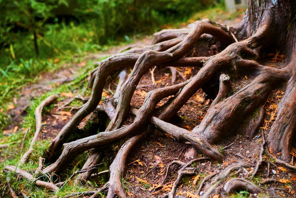 Tree roots across the forest floor