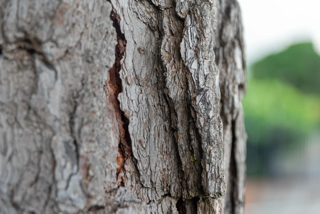 Tree trunk closeup